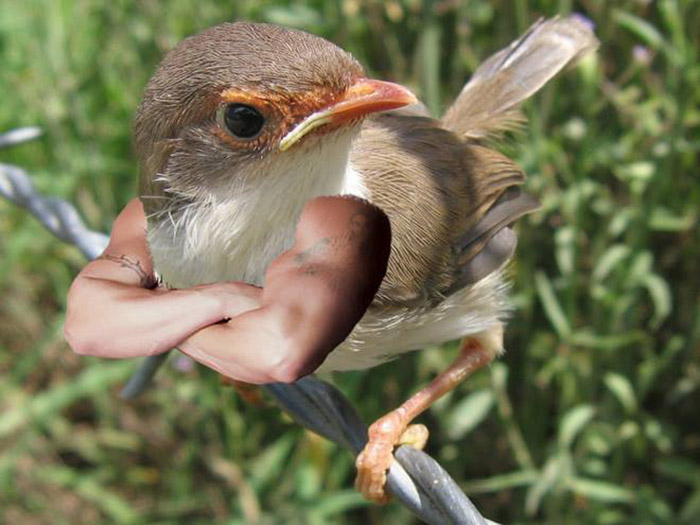 birds with human arms