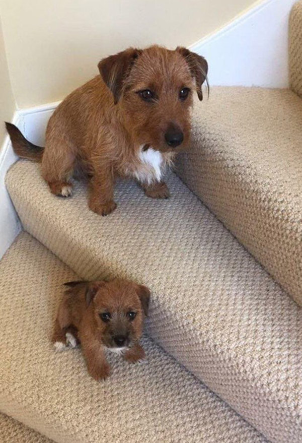 mini me cuddly toy