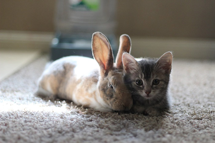 vcx43-foster-kitten-and-bunny.jpg
