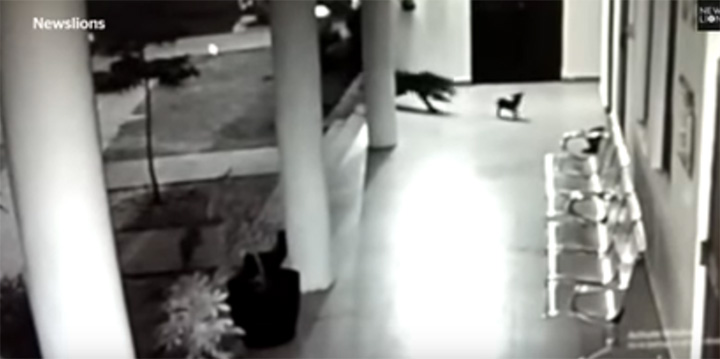 mother dog fights off leopard that attacks her puppy on security camera