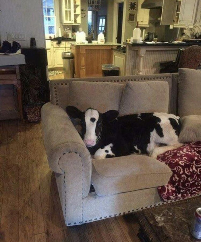 cow relaxing on a couch