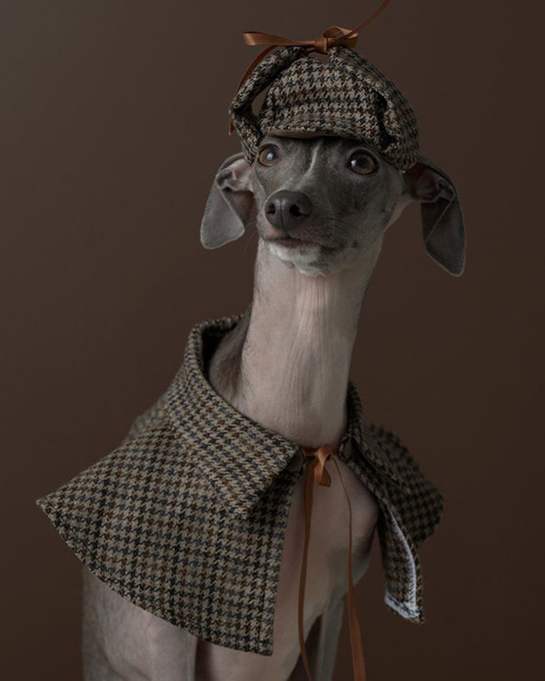 y72e8-dog-professional-photo-shoot.jpg