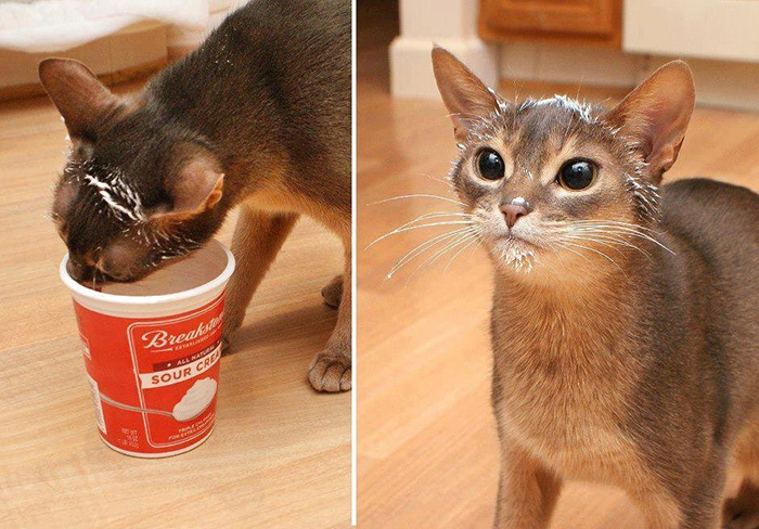 yeikw-sour-cream-bandit.jpg
