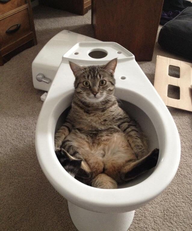 05rpo-cat-testing-out-the-new-toilet.jpg