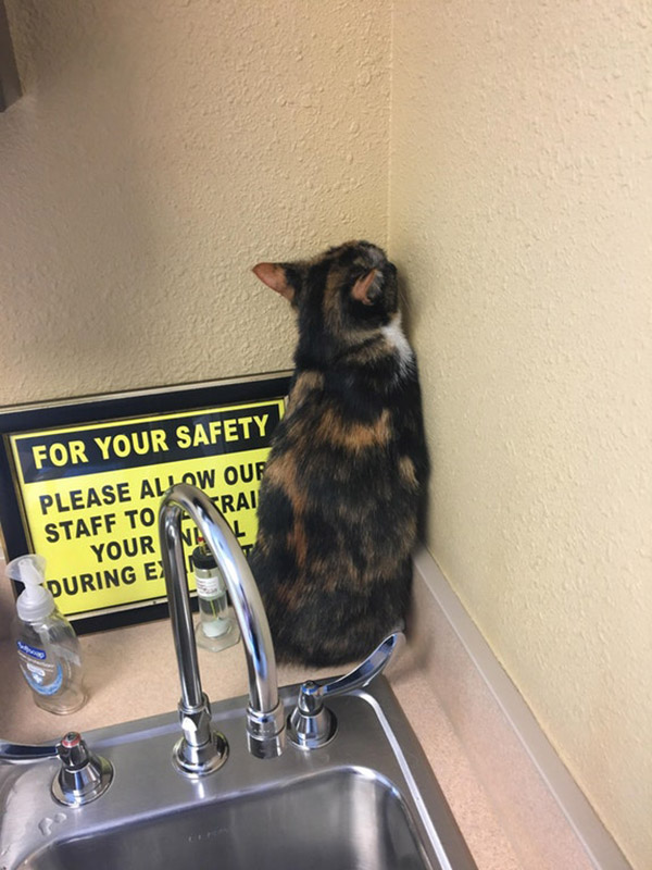 cat in corner at vet