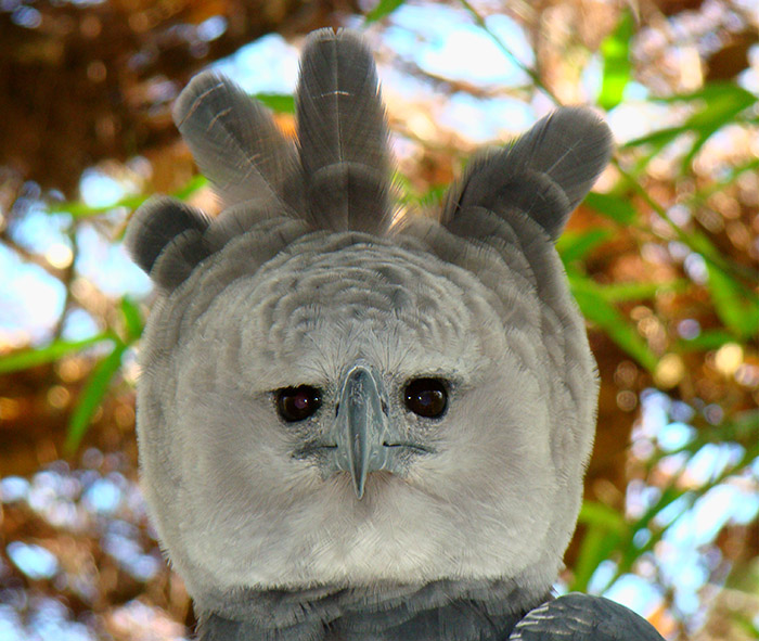 harpy eagle