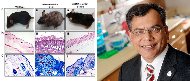 reverse aging in mice wrinkles