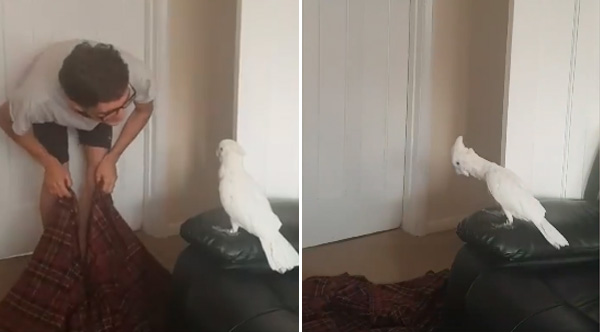 Man Performs Viral Disappearing Act On His Cockatoo Man Performs Viral Disappearing Act On His Cockatoo