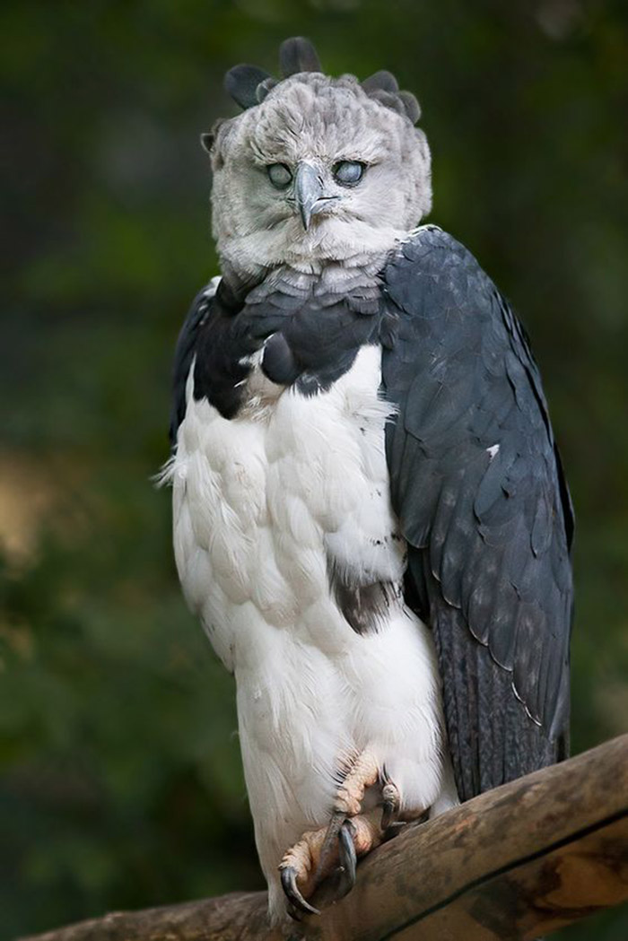 Meet The Harpy Eagle Named After A Monster In Greek Mythology Meet The Harpy Eagle Named After A Monster In Greek Mythology