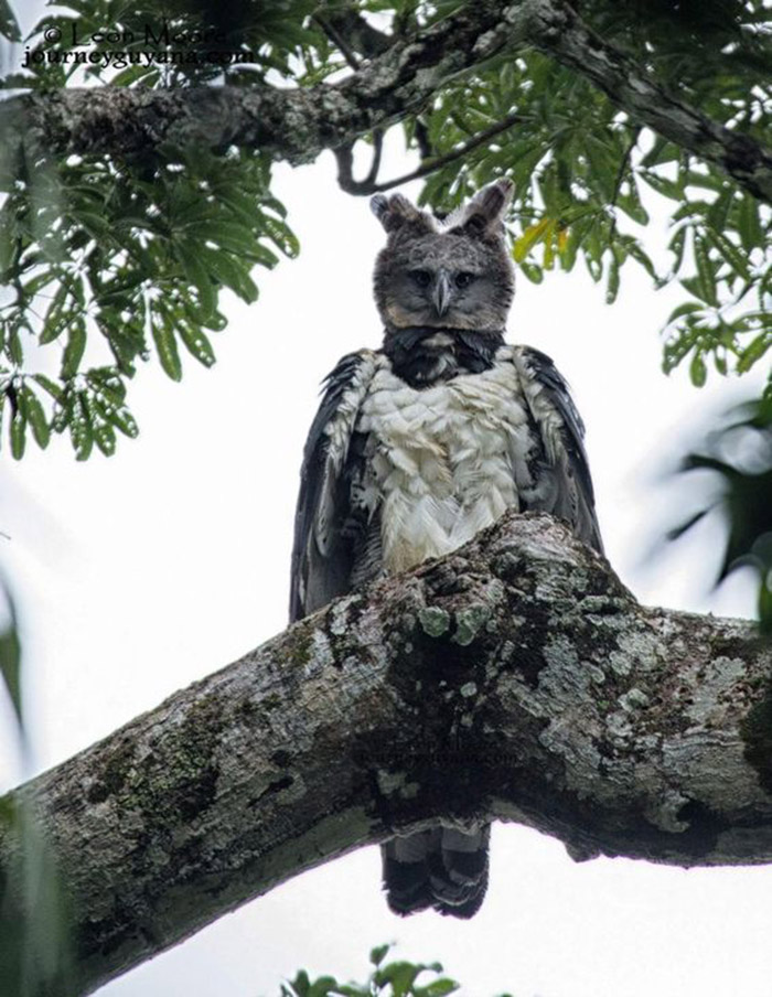 Meet The Harpy Eagle, Named After A Monster In Greek Mythology