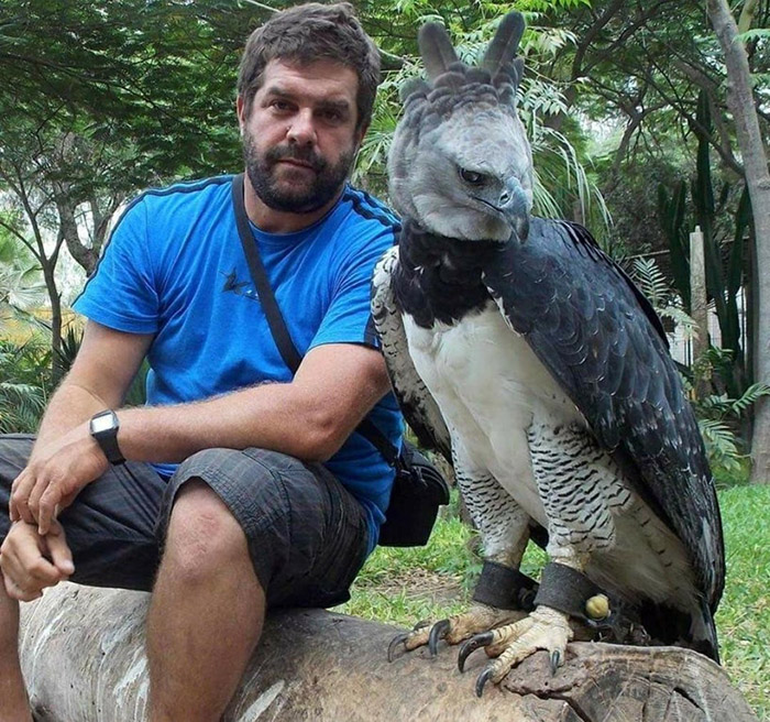 Meet The Harpy Eagle, Named After A Monster In Greek Mythology