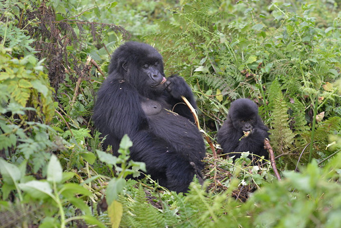 mountain gorillas on the rise