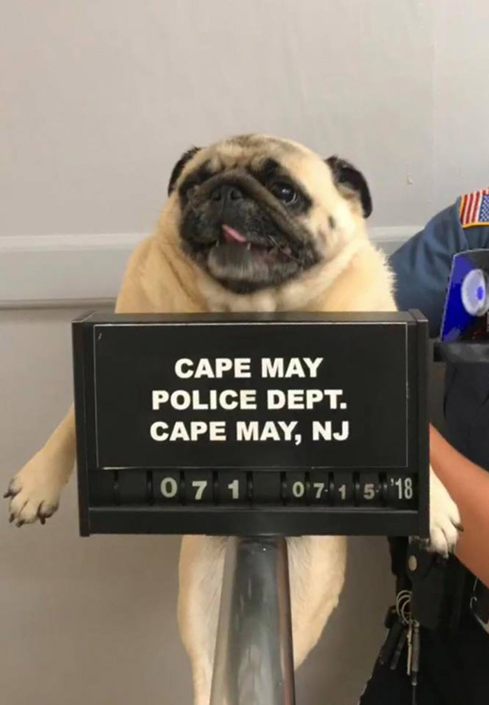 police dept posts mugshot of dog