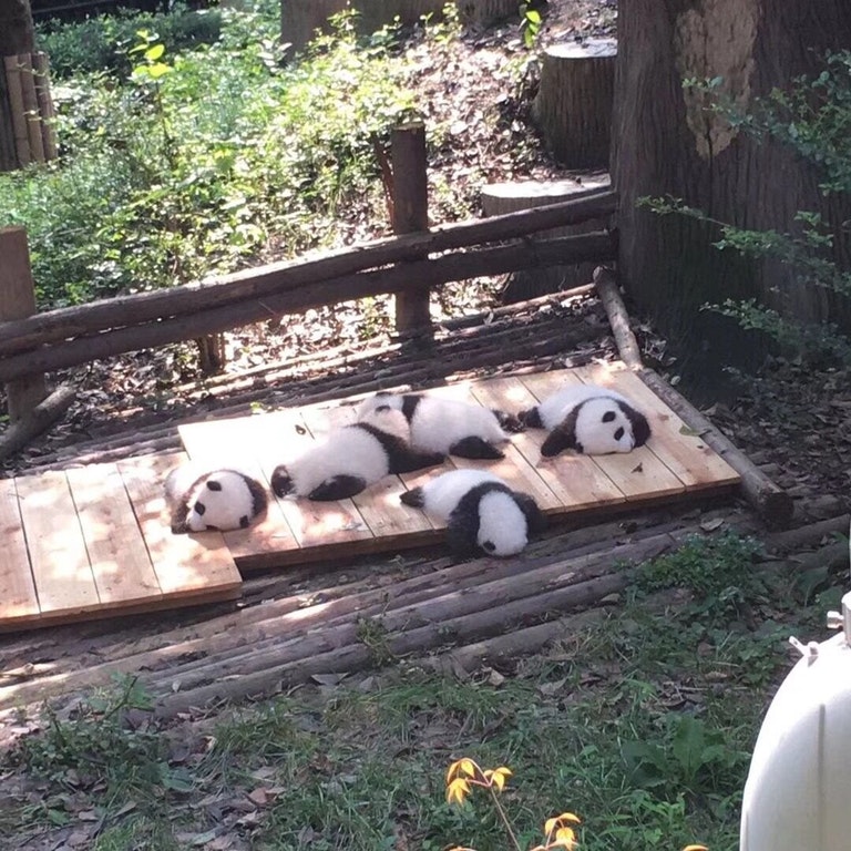 sleeping pandas