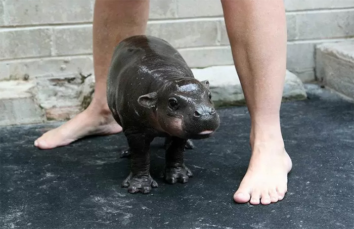 baby pygmy hippo