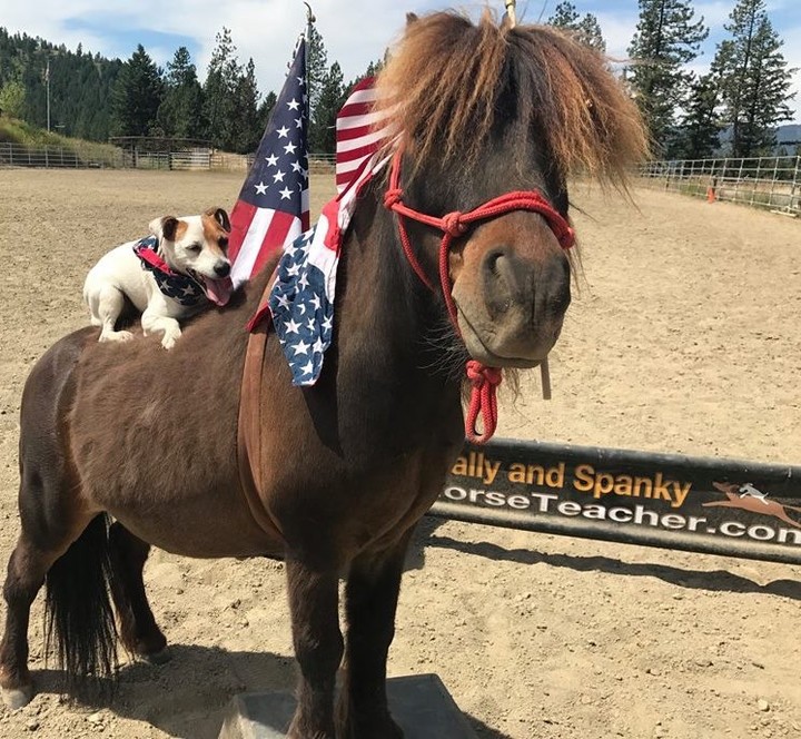 dog that rides a horse