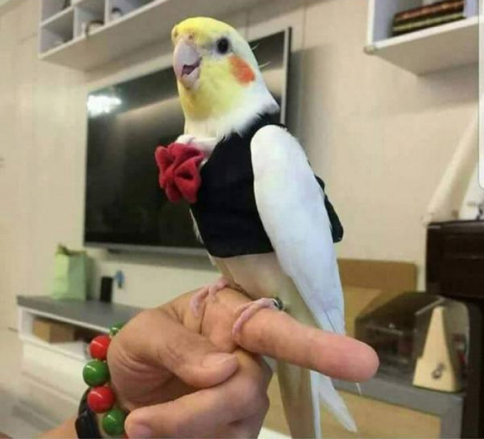 fancy bird