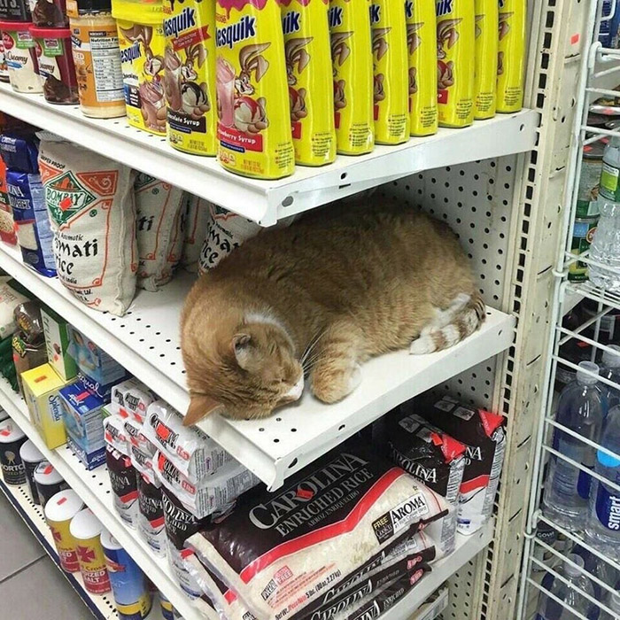 r2l5v-cat-loaf.jpg