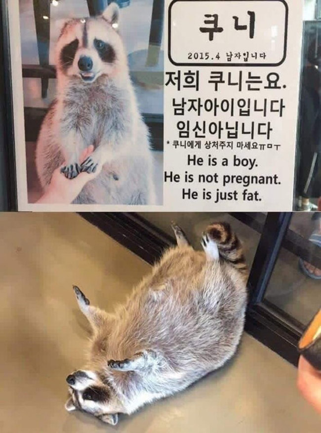 fat raccoon he is not pregnant