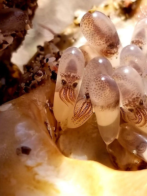 baby squids