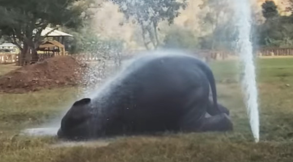 giant elephant sprinkler