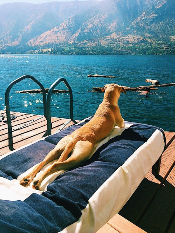 u3il5-dog-tanning.jpg