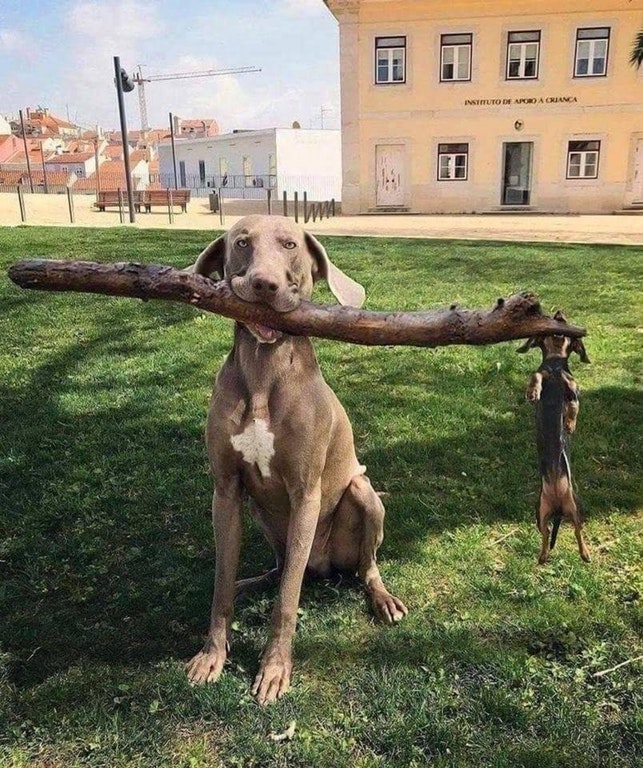 1gs6p-dogs-stick.jpg