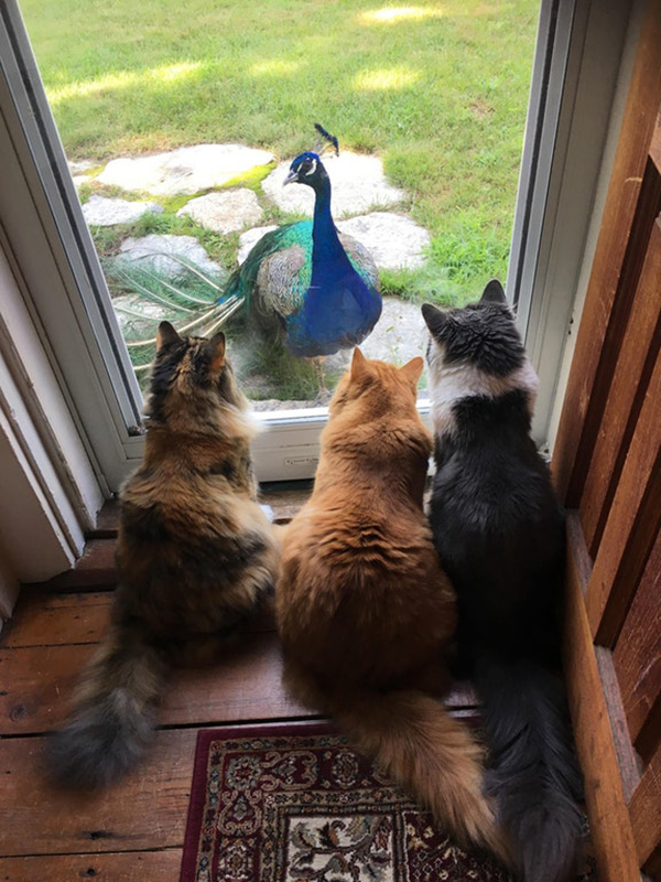 peacock meets cats
