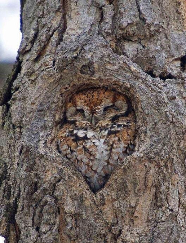 4dty1-owl-in-tree-perfect-fit.jpg