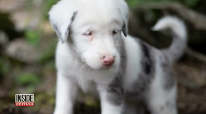 plumbers save puppy from 50 foot hole alabama