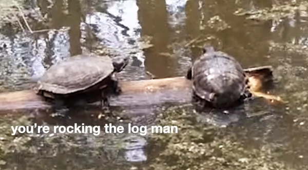 This Video Of A Turtle Who Won't Leave His Friend Alone Will Make Your Day