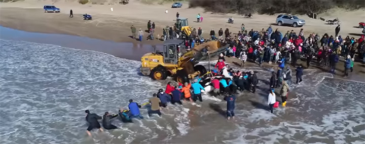 beached orca rescue