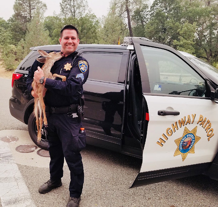 cop rescues fawn california fire