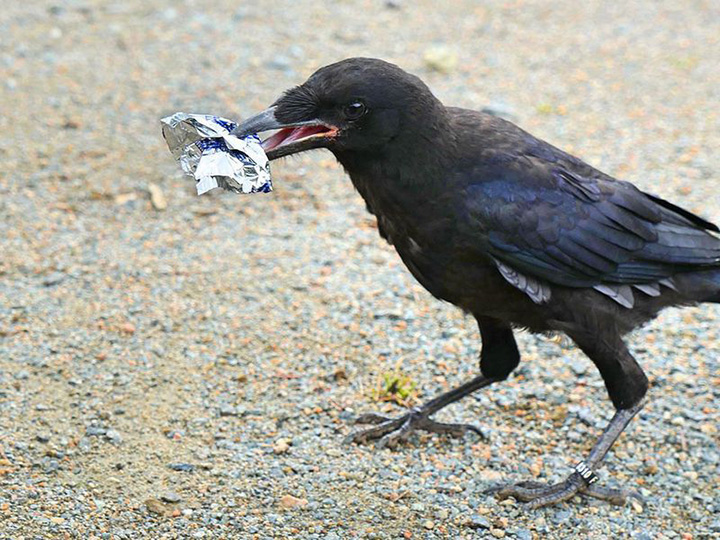 birds clean up trash theme park