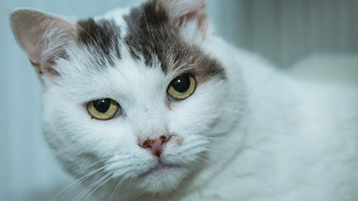 Meet Theo, Winner Of National Cat Of The Year 2018