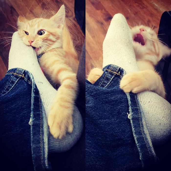 cat immediately regrets biting foot