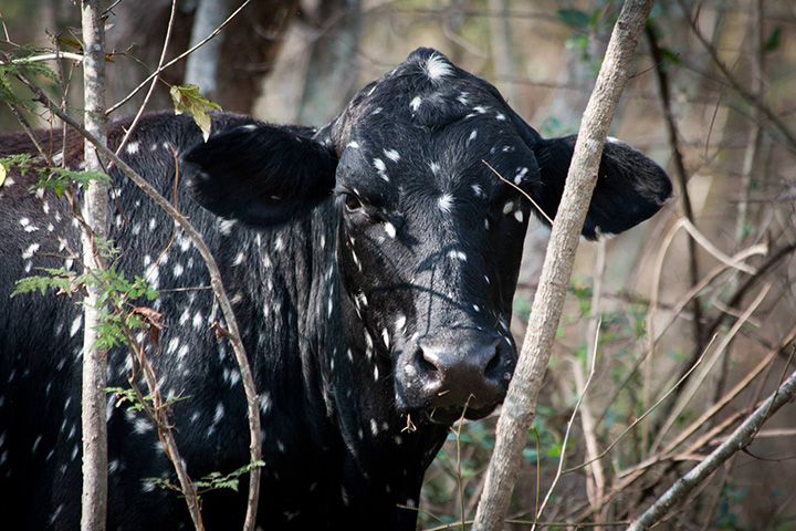 cow looks like universe outer space