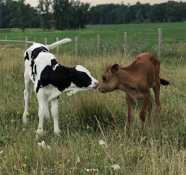 baby cows meet first time