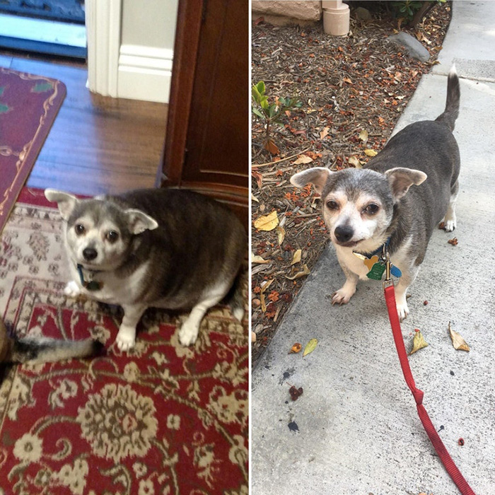 Walking the dog for an elderly neighbor