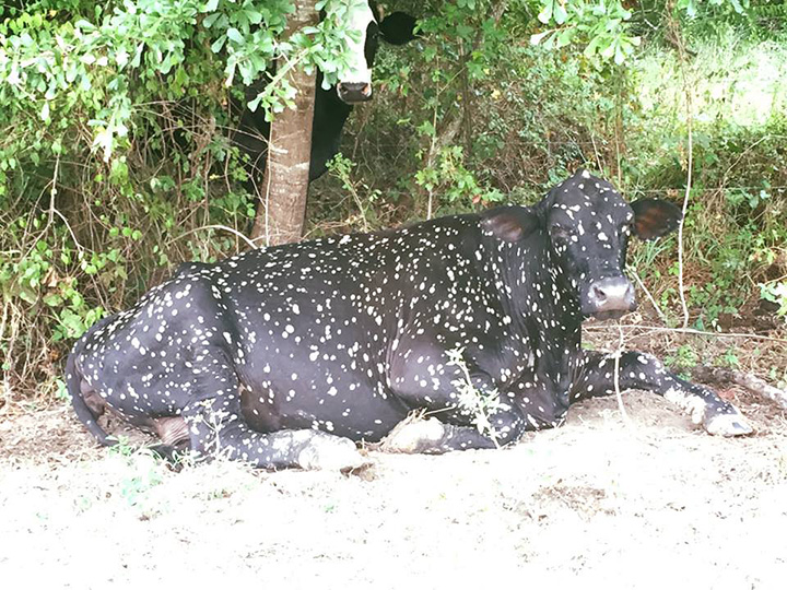 cow looks like universe outer space