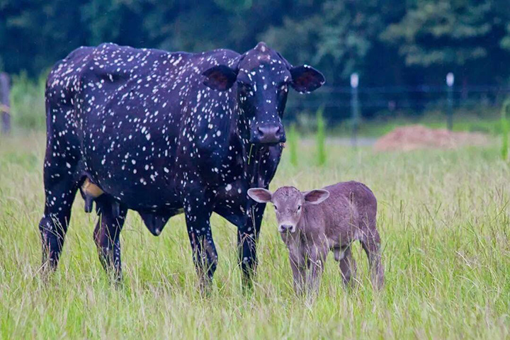 cow looks like universe outer space