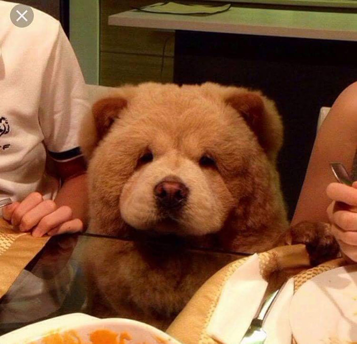 chow chow with teddy bear cut