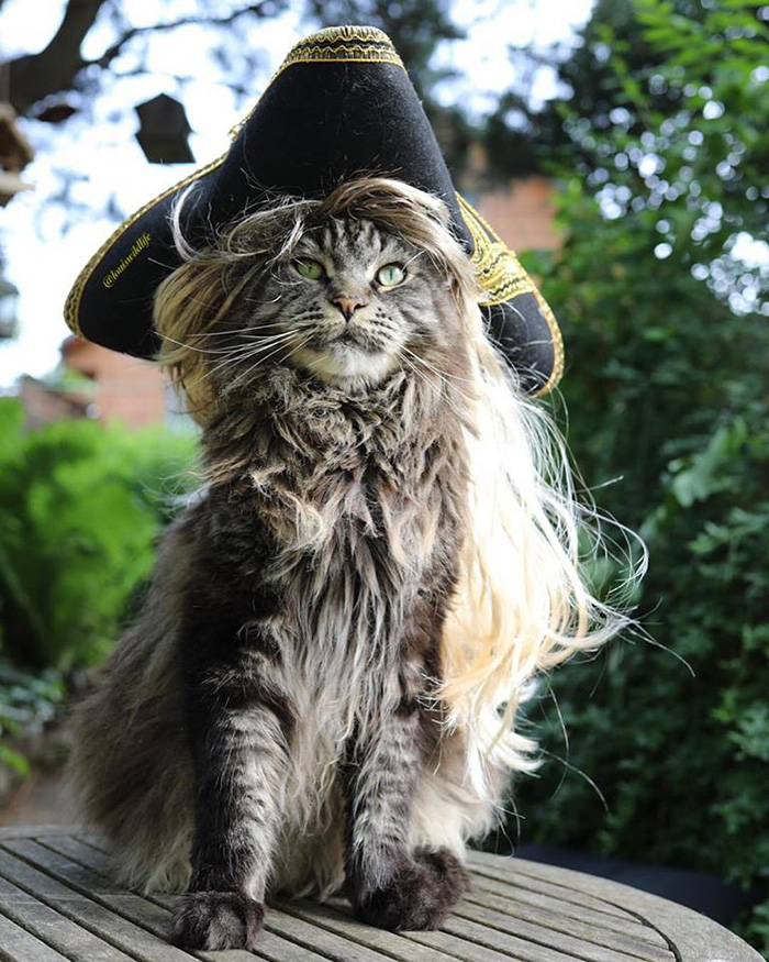 captain cat sparrow