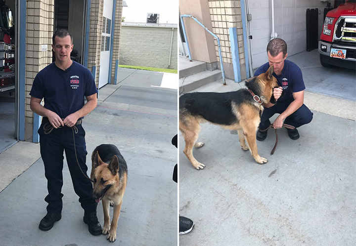 firefighters rescue dog