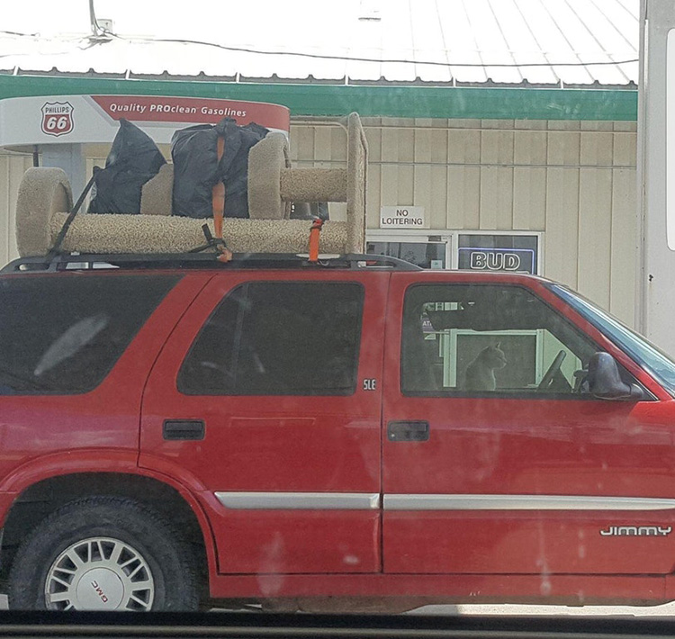 cat skipping town in car with essentials