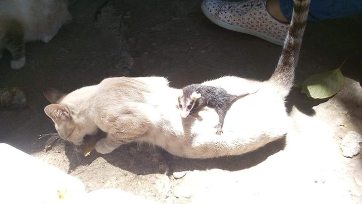 cat brings home baby opossum