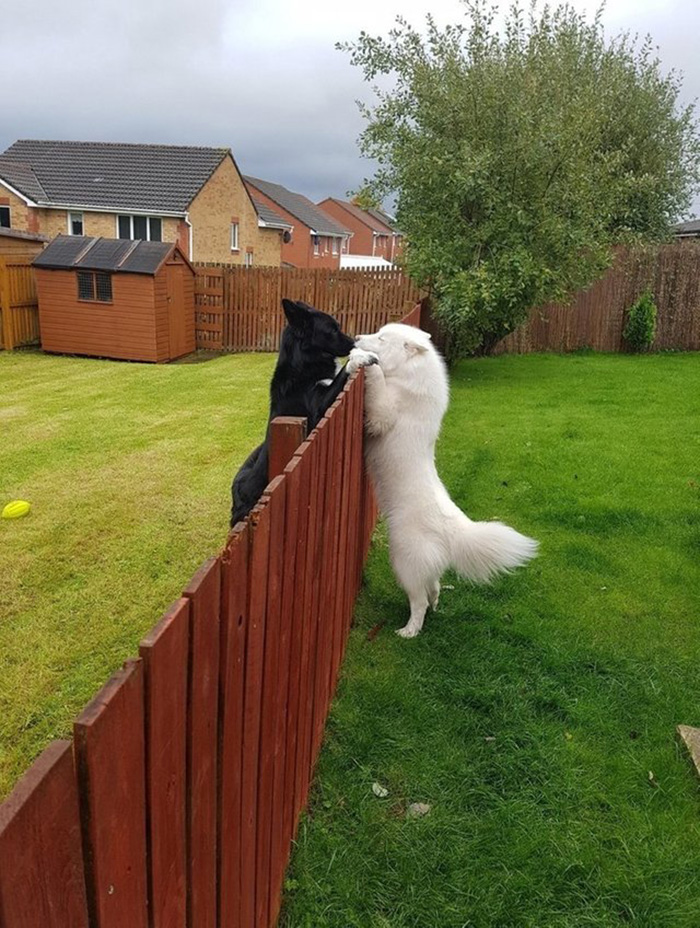 dog neighbors