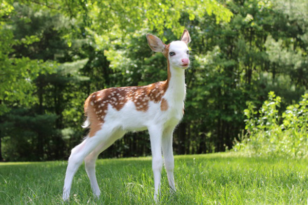 deer white face dragon