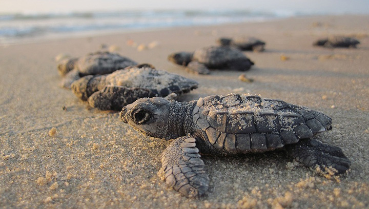 mexico stops hotel near sea turtle nesting beach