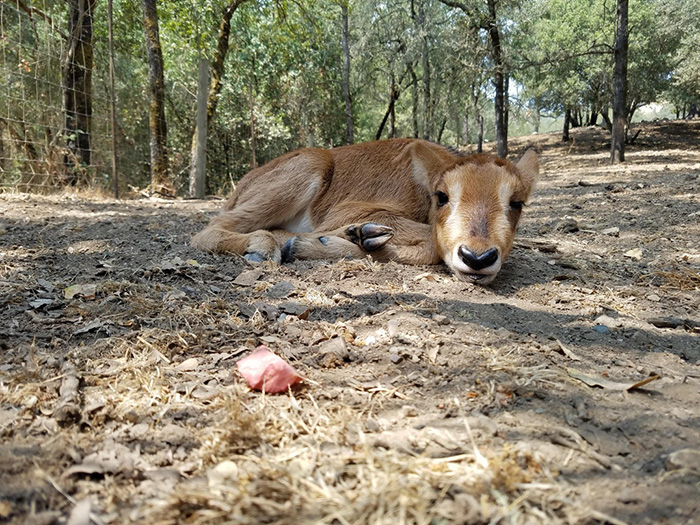 baby antelope